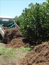 mulch mulch mulch we love mulch.: by michidoesoz, Views[143]