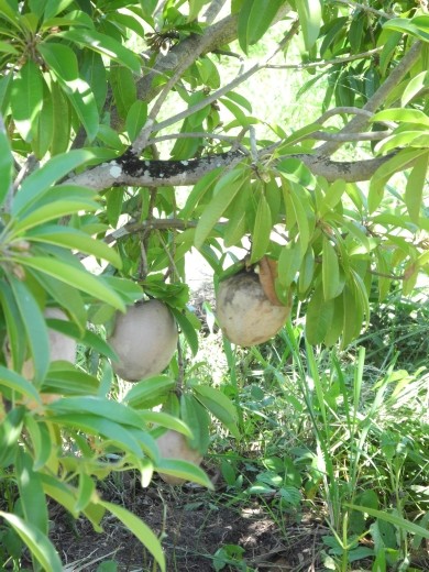 Green Sapote! THE FREAKING BEST! oh my. best best best.