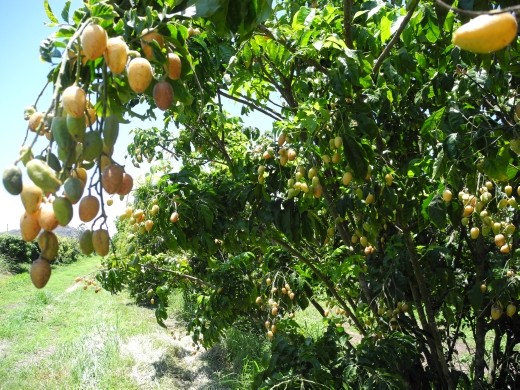 Wampi. also very tasty. bit like Lychee