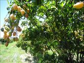 Wampi. also very tasty. bit like Lychee: by michidoesoz, Views[306]