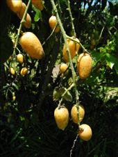 by michidoesoz, Views[141]