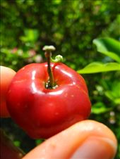 Brazilian Cherry. divine.: by michidoesoz, Views[209]