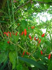 by michidoesoz, Views[161]