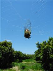 by michidoesoz, Views[152]