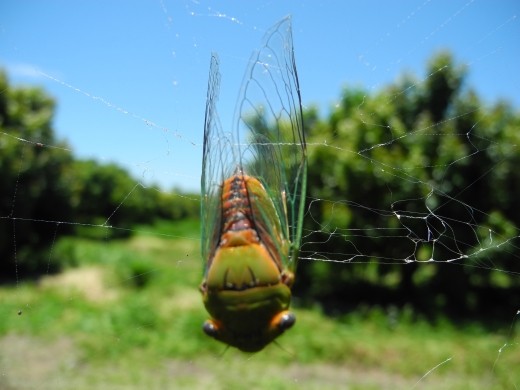 pretty little ...something i keep forgetting the name.