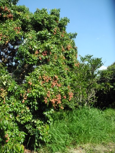 lychee lychee plenty of lychees. little sugary beauties