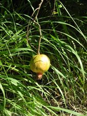 by michidoesoz, Views[142]