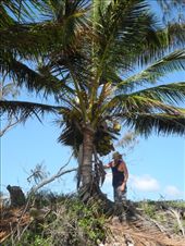 foraged mangoes yesterday, get coconuts today :)*** bliss***: by michidoesoz, Views[219]