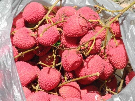 free lychees on the way. :)