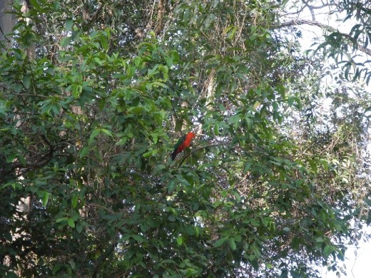 king parrot near maryborough
