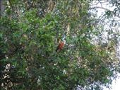 king parrot near maryborough: by michidoesoz, Views[218]