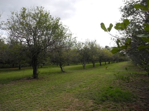 Nic's parent's macadamia nut farm