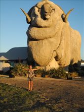 Goulburn. nothing much to do then take a break from driving and go take a pic with that giant merino sheep.: by michidoesoz, Views[331]