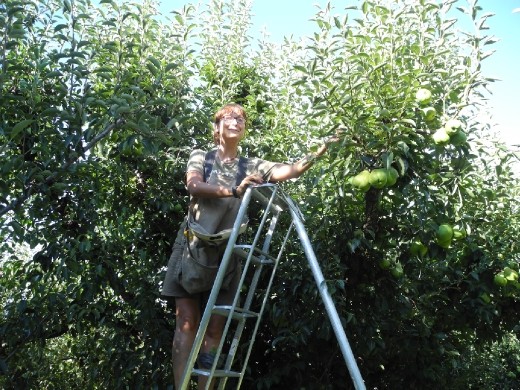 those pear trees. no hard feelings... BUT THEY ARE TOO BIG! but here we are, posing, having fun fruit picking in Australia ;-P