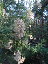 by michidoesoz, Views[172]