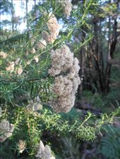 by michidoesoz, Views[173]