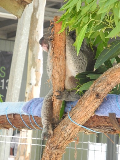 the koala hospital 
