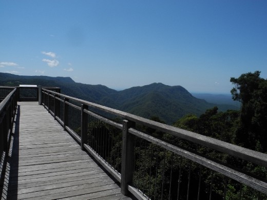 Dorrigo National Park