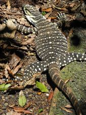 by michidoesoz, Views[161]