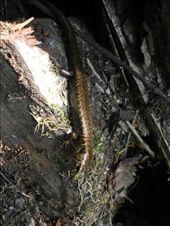 by michidoesoz, Views[155]