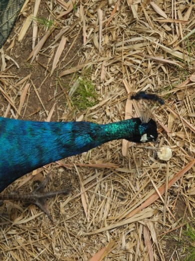 we all love banananananana