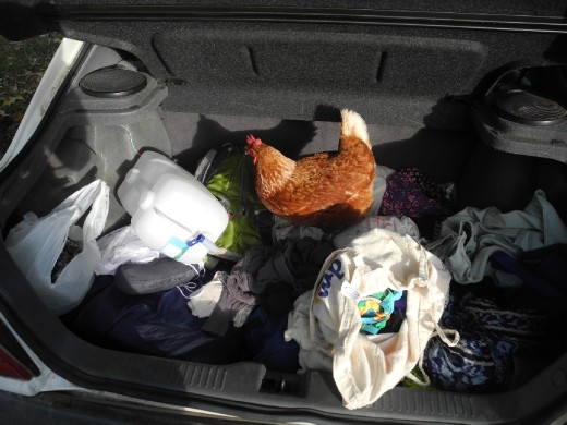 she's looking for fruit