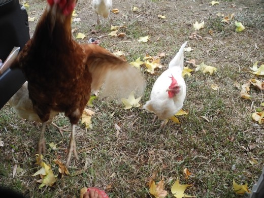 i should have never started... they basically try pinch food now every time they spot something in your hand :D