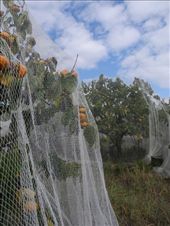 by michidoesoz, Views[235]