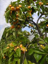 by michidoesoz, Views[223]