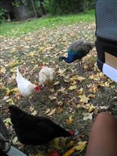 by michidoesoz, Views[241]