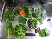 greens freshly picked. YUM.dinner served!: by michidoesoz, Views[146]