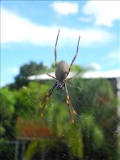 by michidoesoz, Views[223]