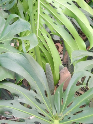 MONSTERIO! We said we should try something we hadn't ever had at that market! And I found this freak! These are in every other house in germany, just as decorative plants. Not yielding any fruit. I tried it, WOW, the sweetest yumminess ever! Somehow like custard apple...but sweeter. It's mad and so good. Better ye that they grow all over the property I'm staying at at the moment! :D