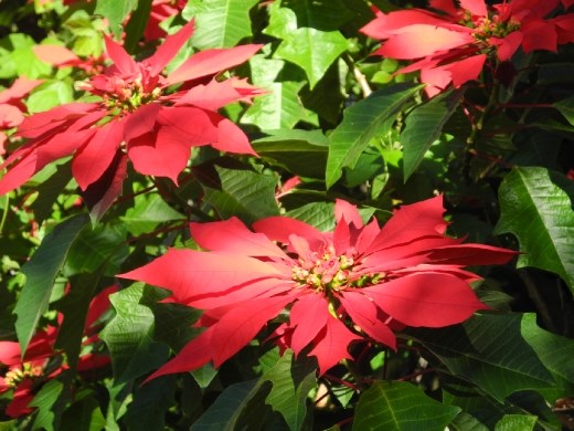 it's christmas! oh hang on...but it's July!?