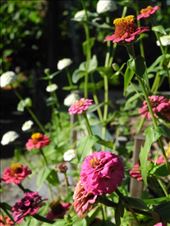 by michidoesoz, Views[239]