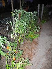 my babies!!!: by michidoesoz, Views[128]