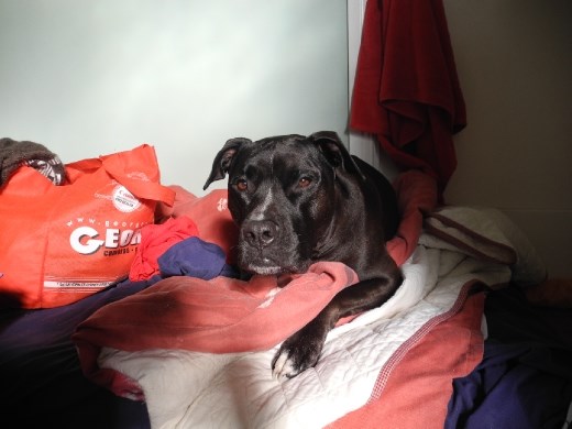 May I introduce; Sir Harris. noble man with great bed warming talents.