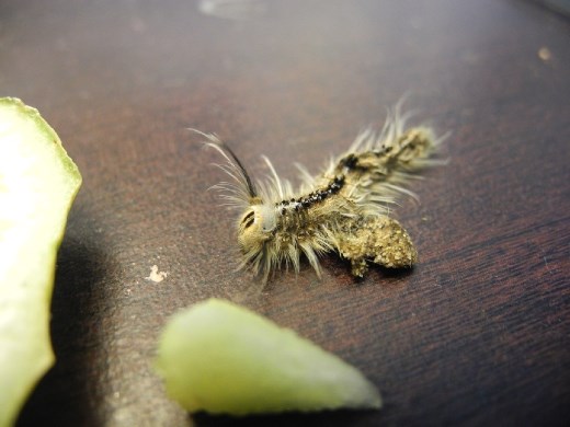 some sorta funky caterpillar. no idea what this is or might turn into but it's pretty awesome to look at :)