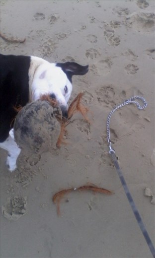 Clutch likes coconut. The nutter. 