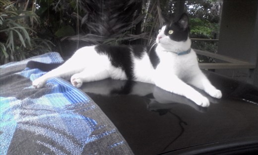 Meet Thomas. Loves cars. And cuddles. He's there when Clutch is not. X