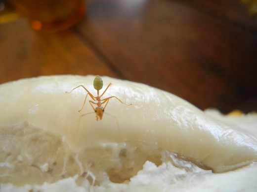 we all love the durian.