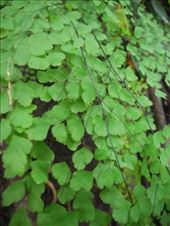 by michidoesoz, Views[187]