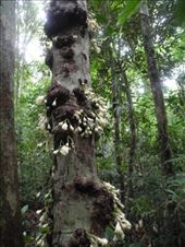 by michidoesoz, Views[248]