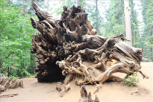 When a tree Falls in the woods Does it make a sound ?