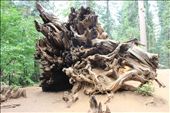 When a tree Falls in the woods Does it make a sound ?: by mickey23, Views[256]