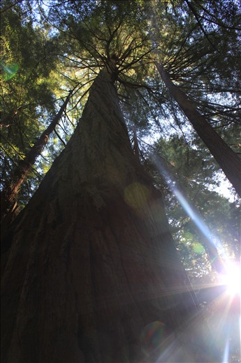 The Sun peaking through the top of the Giant Redwoods in Muir Woods NP