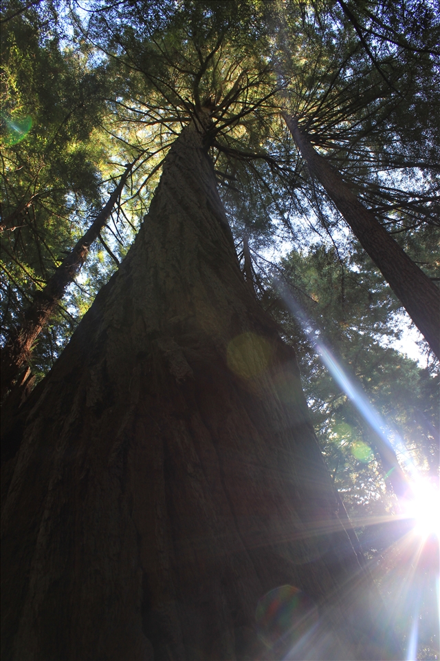 The Sun peaking through the top of the Giant Redwoods in Muir Woods NP