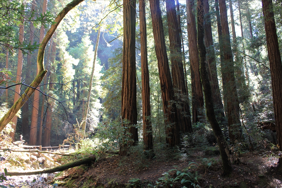 Shining Down On the Path between the Giant Redwoods. Muir Woods NP