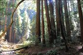 Shining Down On the Path between the Giant Redwoods. Muir Woods NP: by mickey23, Views[233]