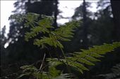 first purity of nature.so calm and peace.: by mickeydoley, Views[109]